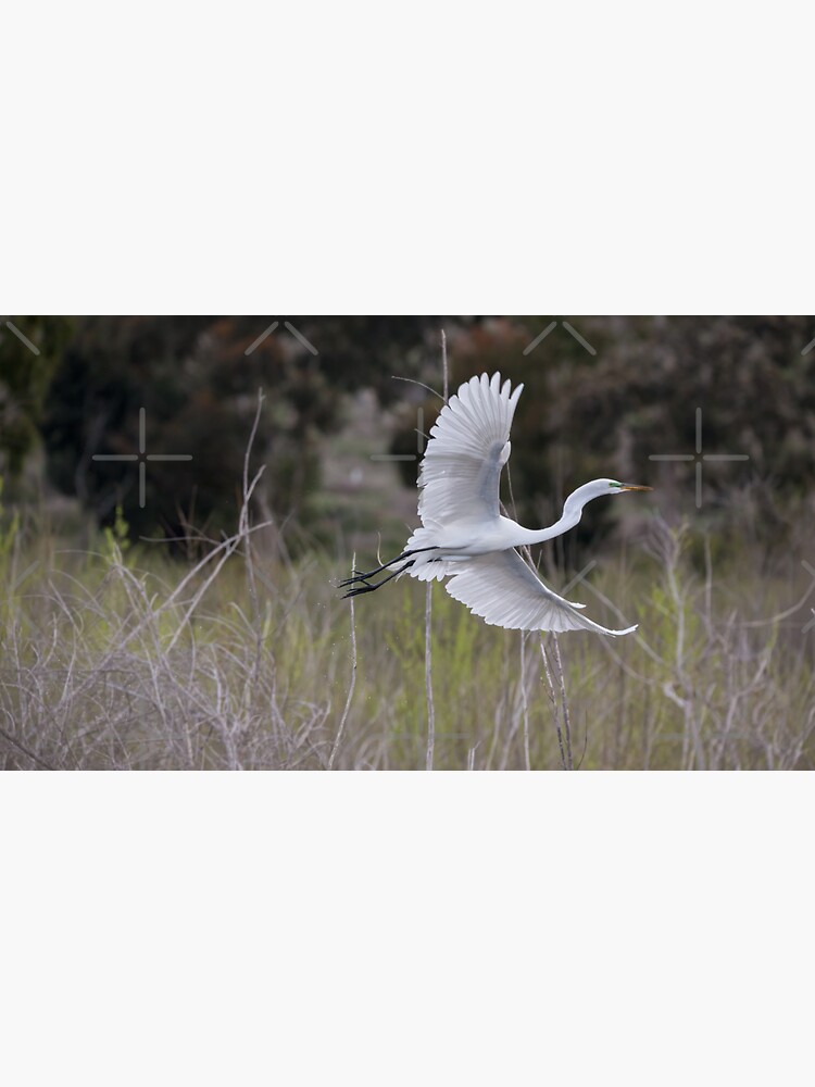 The Graceful Egret by CarolM