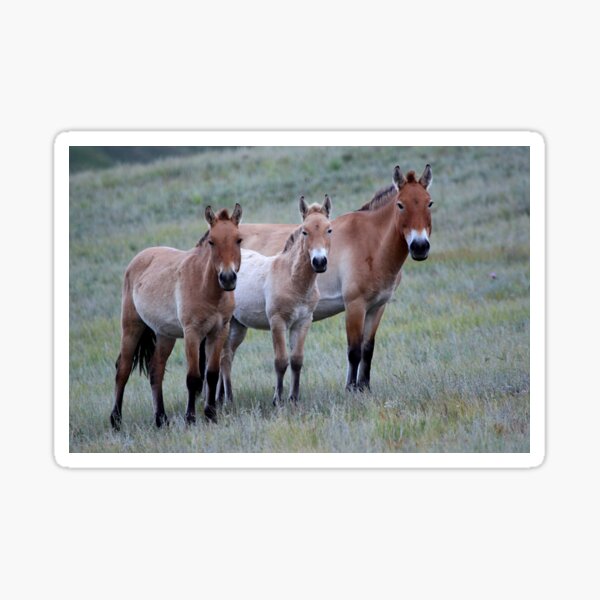 Aperçu de l'œuvre Les chevaux de Przewalski, Mongolie créée et vendue par Carole-Anne.