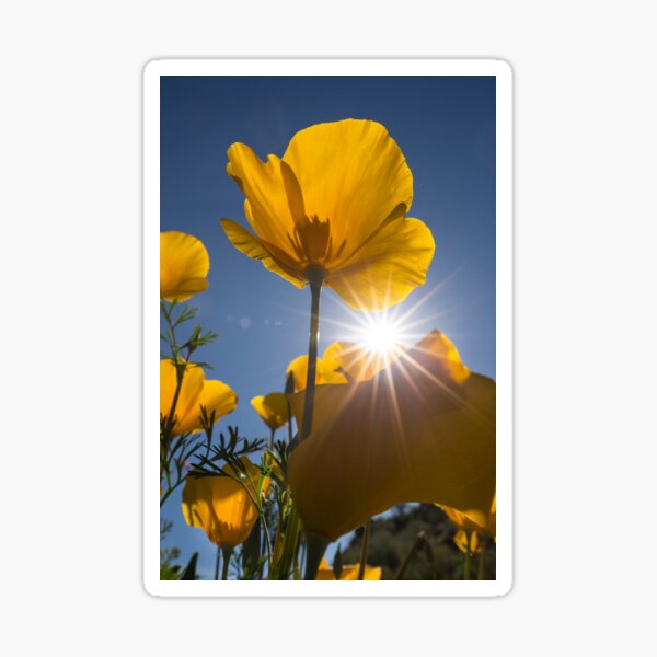 Spring Starburst Sticker