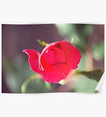 Romantic Red Rose Macro Poster