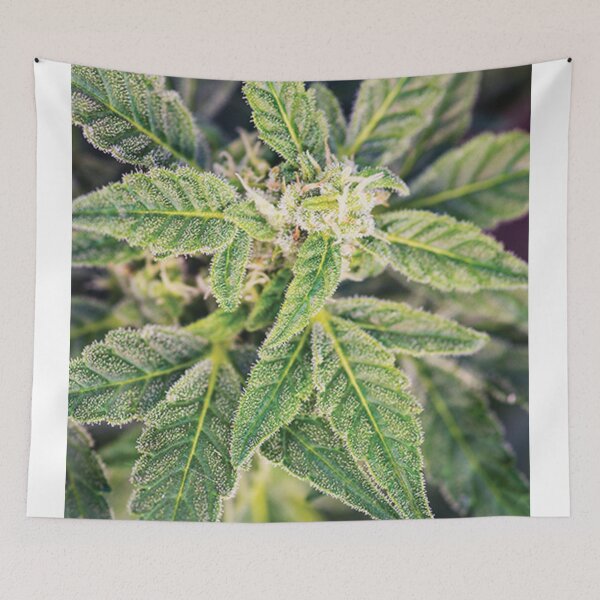 Item preview, Trichome 2 designed and sold by Trichome.