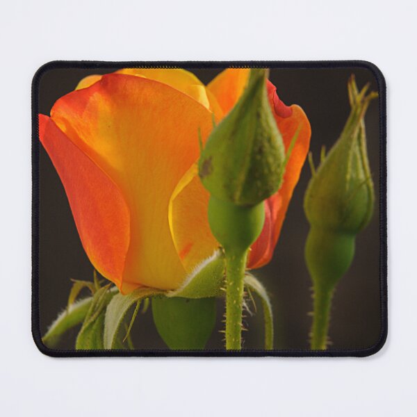 Item preview, _DSC9999 I Shall Be A Beauty Queen.  designed and sold by Sunil Kapadia.