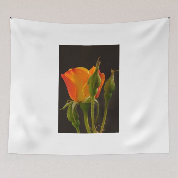 Item preview, _DSC9999 I Shall Be A Beauty Queen.  designed and sold by Sunil Kapadia.