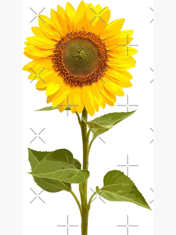 Sunflower Stem Photographic Print By VectorVern Redbubble sunflower-stem-photographic-print-by-vectorvern-redbubble