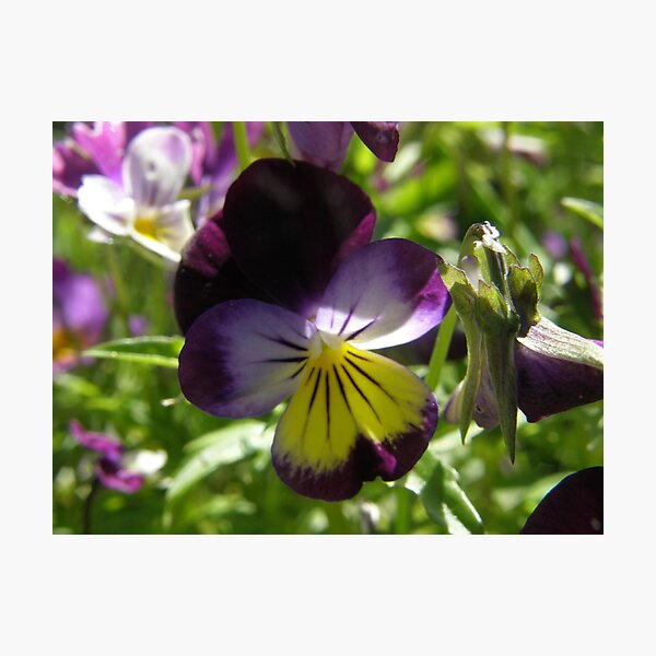 Item preview, purple pansy designed and sold by heavenscent.