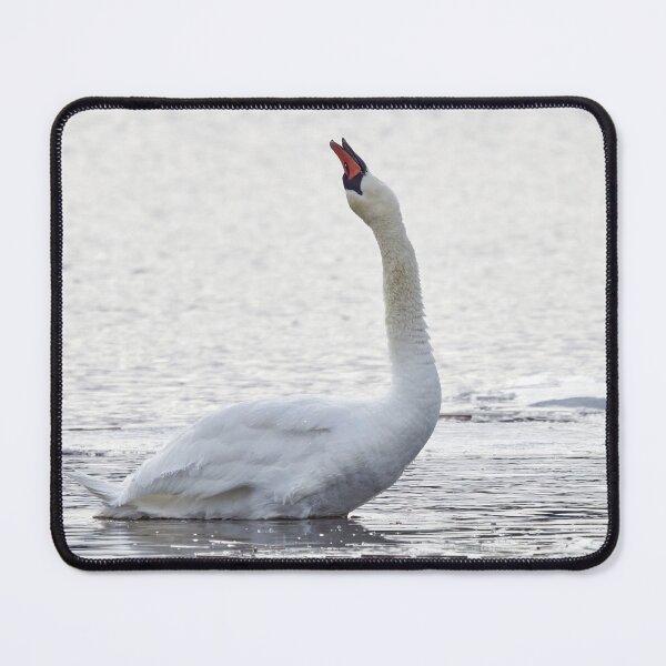 Item preview, Mute swan silent shout designed and sold by Jouko Lehto Photography.