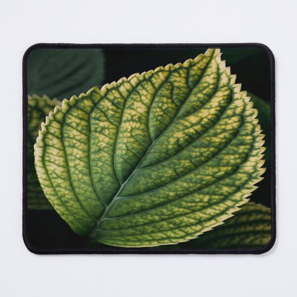 Item preview, Green leave in garden designed and sold by Credere.