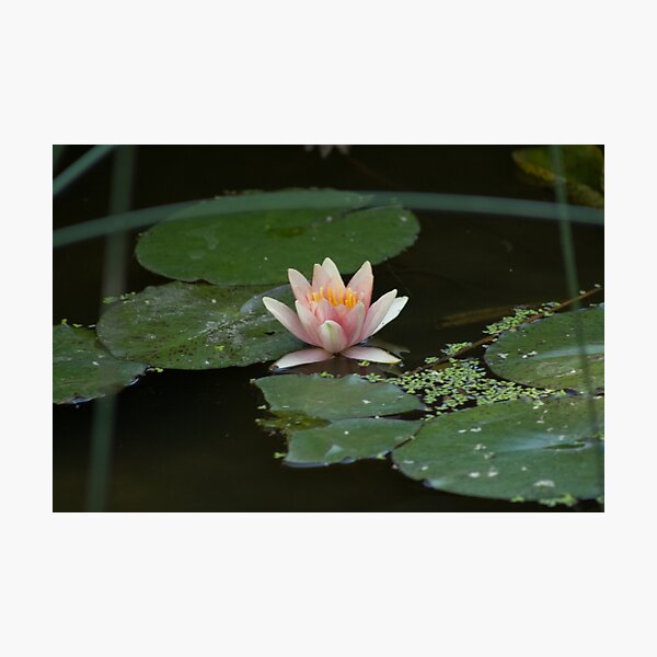 Item preview, Water Lilly designed and sold by James Ottaway.