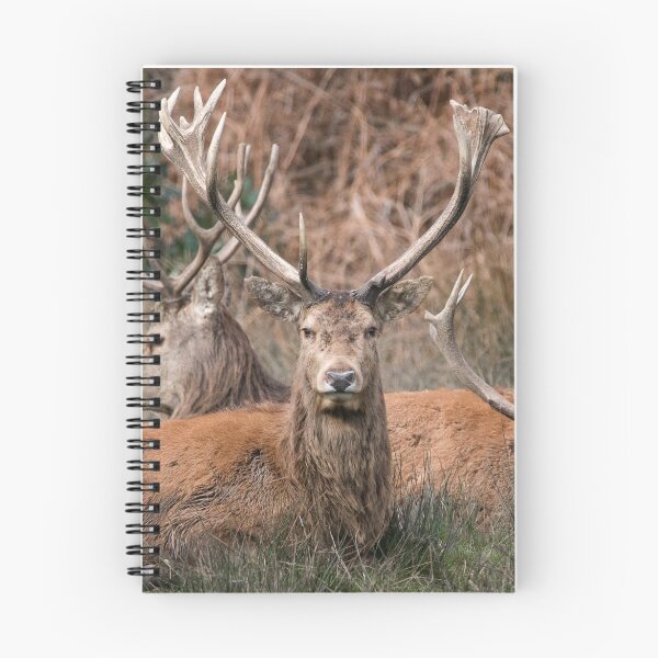 Item preview, Red Deers of Margam Park designed and sold by DrewDavies.