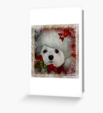 Snowdrop the Maltese on Christmas Eve Greeting Card