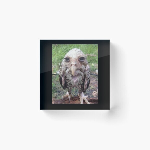 Item preview, Wet Owl Meme Essential designed and sold by NaudvanderMeer.