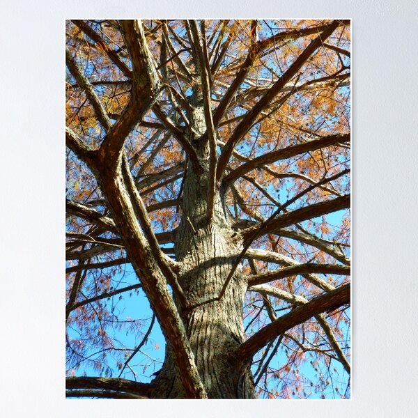 Item preview, Up A Bare Tree designed and sold by WildestArt.