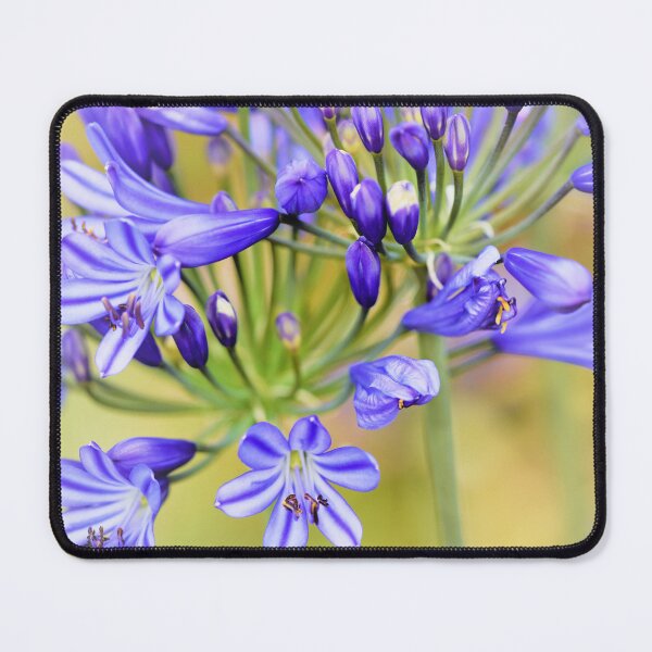 Item preview, Agapanthus africanus - Lily of the Nile designed and sold by imaginethis.