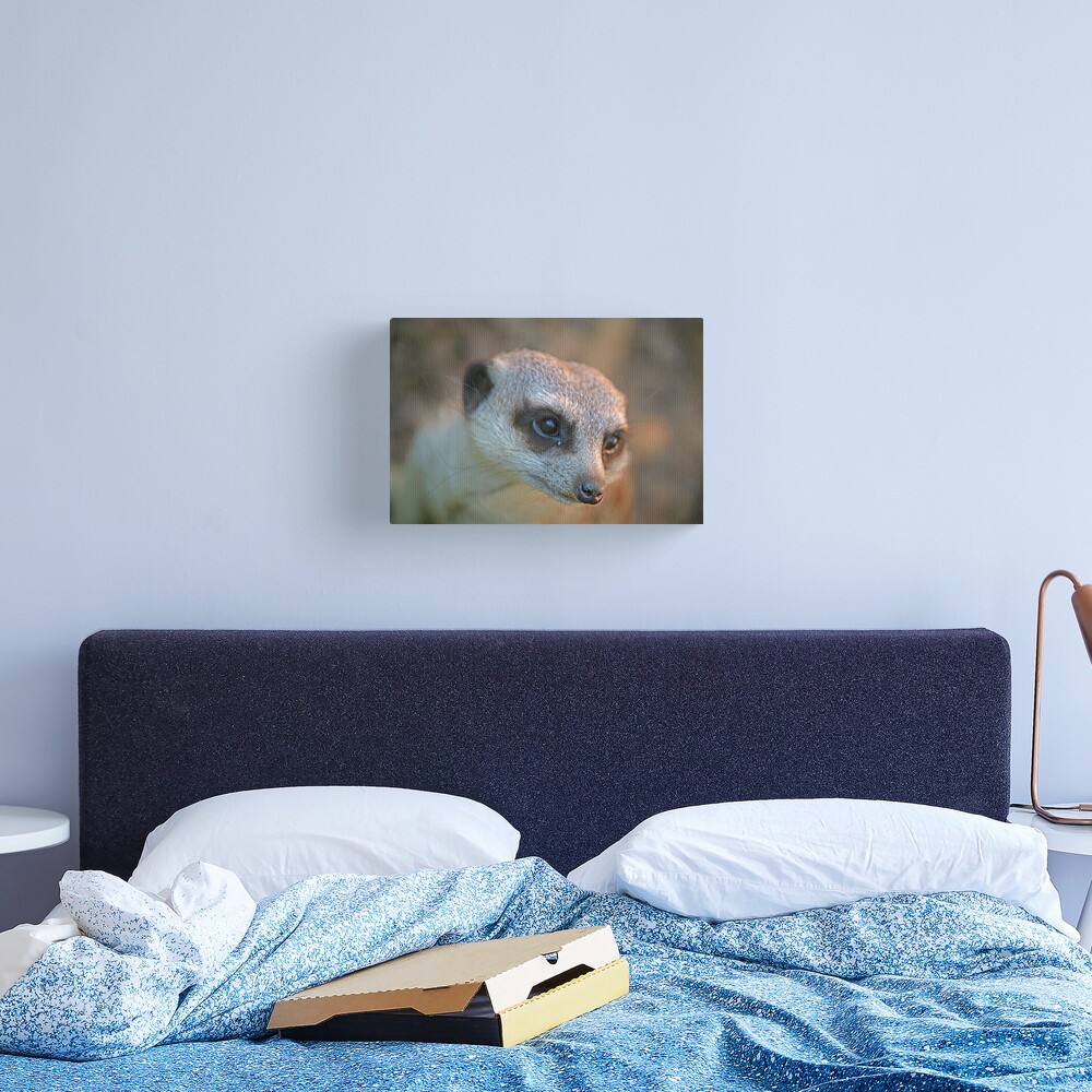 Meerkat Canvas Print