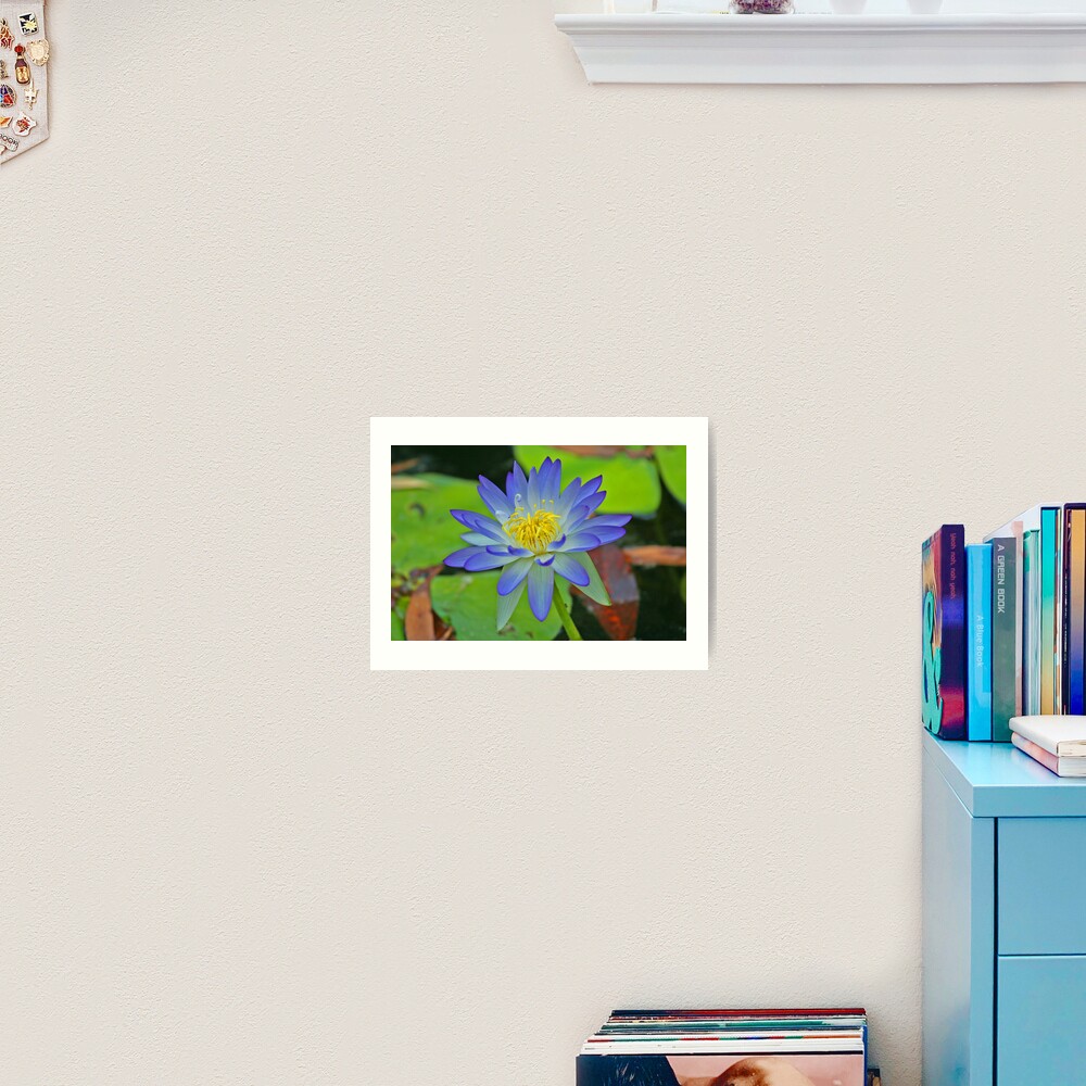 Purple Waterlily Art Print