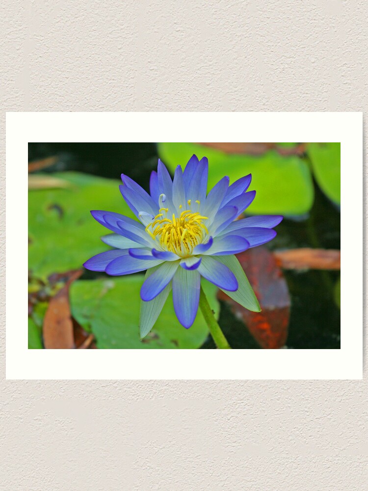 Alternate view of Purple Waterlily Art Print