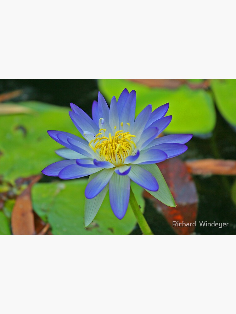 Purple Waterlily by RICHARDW