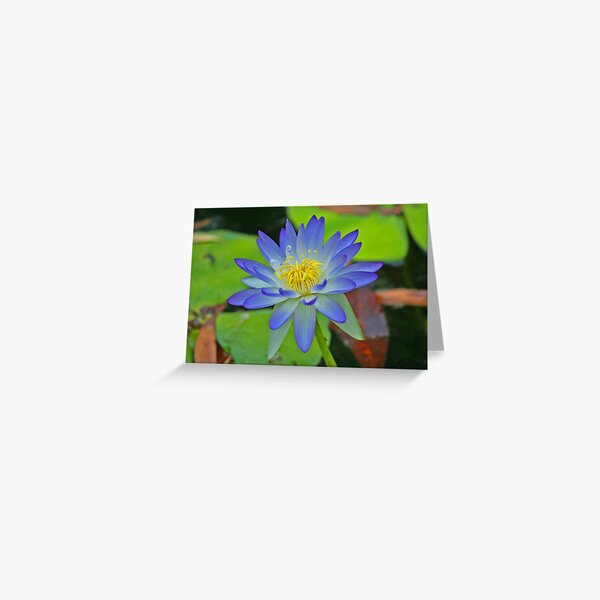 Purple Waterlily Greeting Card