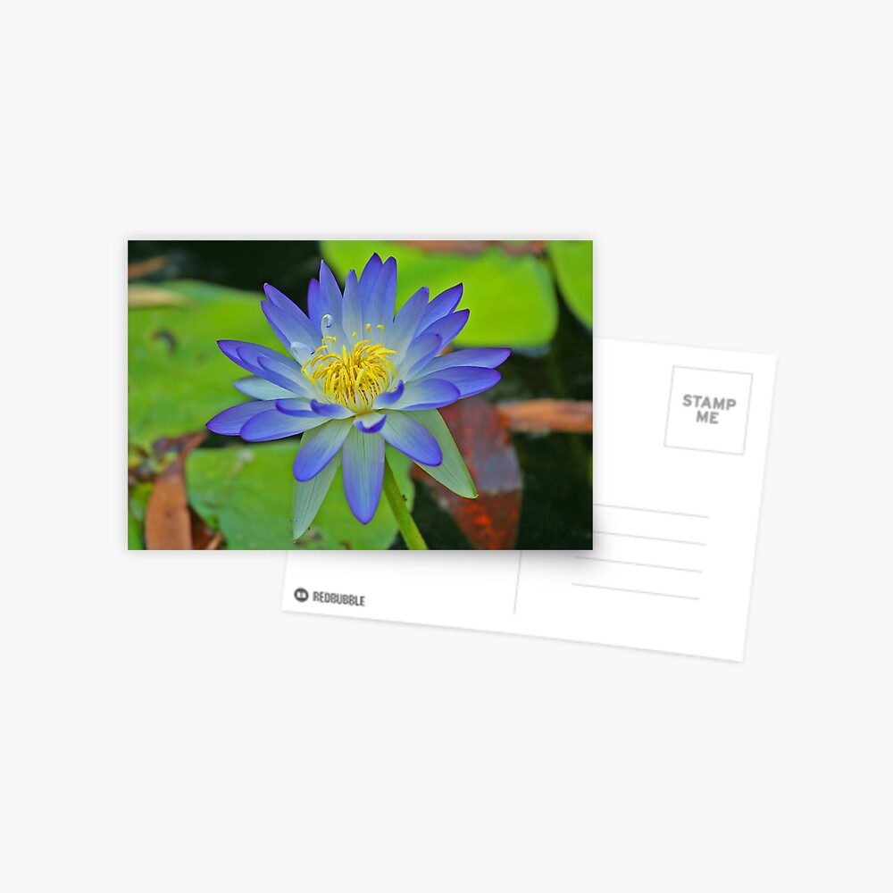 Purple Waterlily Postcard