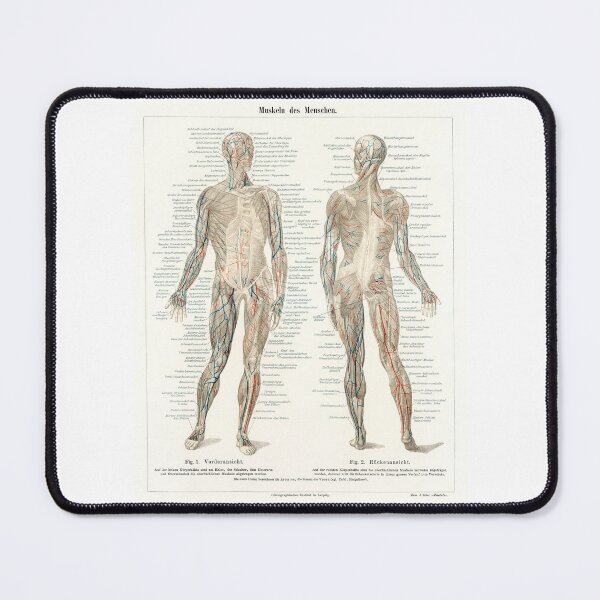 Item preview, Human Anatomy The Human Musculature System from the encyclopedia, Meyers Konversations Lexikon (1894)  designed and sold by fizzypoptees.