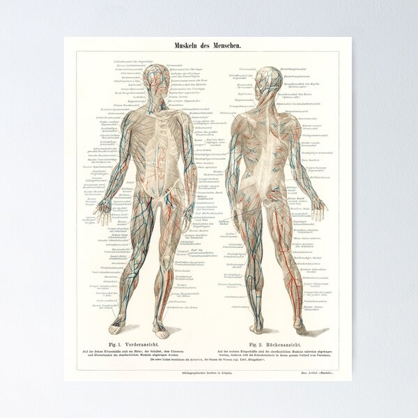Aperçu de l'œuvre Anatomie humaine Le système de musculature humaine de l'encyclopédie Meyers Konversations Lexikon (1894) créée et vendue par fizzypoptees.