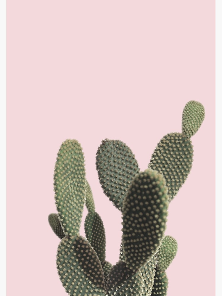 Prickly Cactus by lorihinner