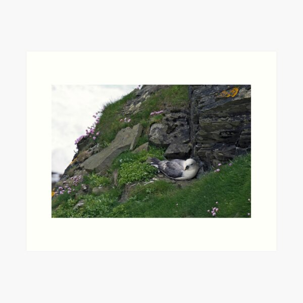 Item preview, Fulmar designed and sold by WatscapePhoto.