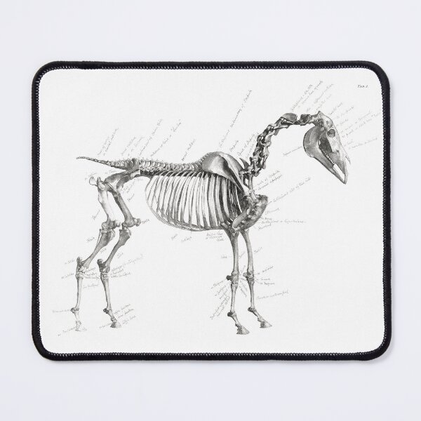 Item preview, Horse Skeleton The Anatomy of the Horse (1853) Antique Print by George Stubbs designed and sold by fizzypoptees.