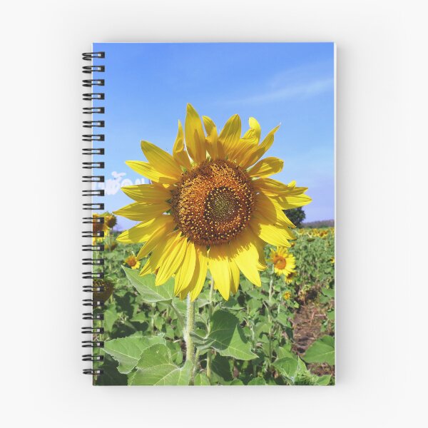 Item preview, Sunflower, Saraburi, Thailand designed and sold by morrisophotography.
