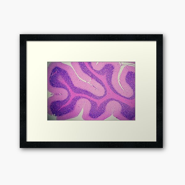 Serpentine Sinuous Cerebellum Framed Art Print