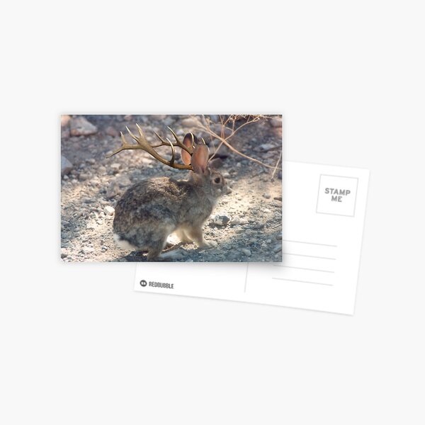Jackalope Postcard