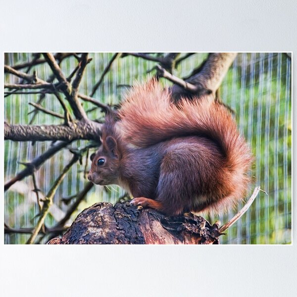 Item preview, Red Squirrel designed and sold by Dorset Girl.