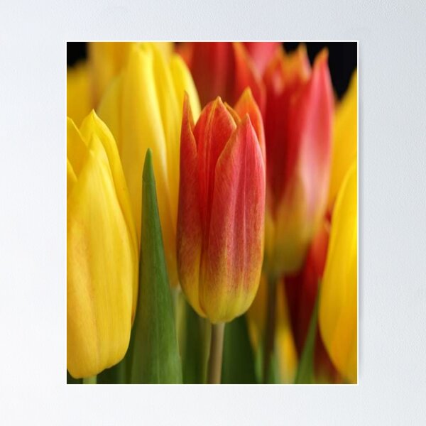 Item preview, Enjoy relaxing with the beautiful yellow & red flowers. designed and sold by Relaxation  Time.