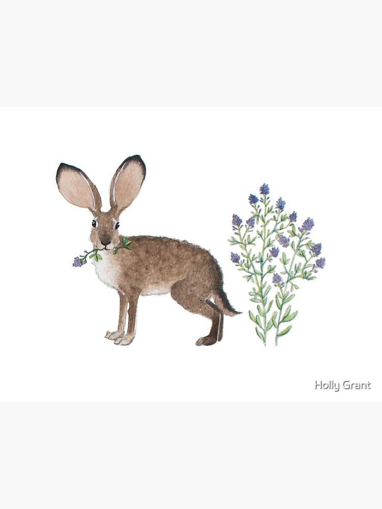 Black-tailed Jackrabbit | Art Print