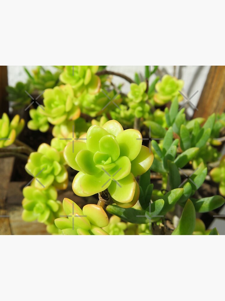 "Bright green Echeverias colorful succulents native plant, Port
