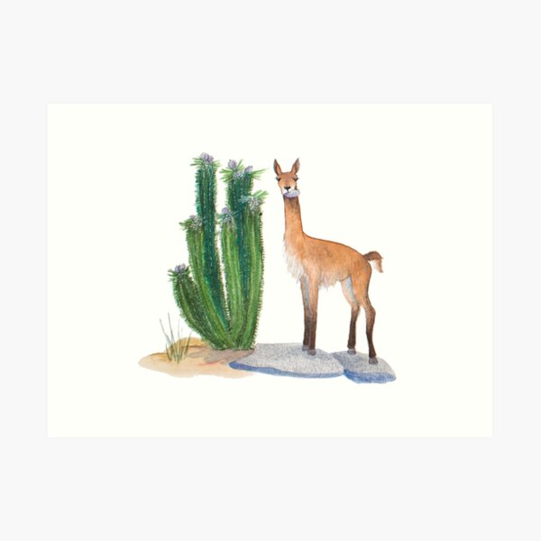 Atacama Guanaco Art Print