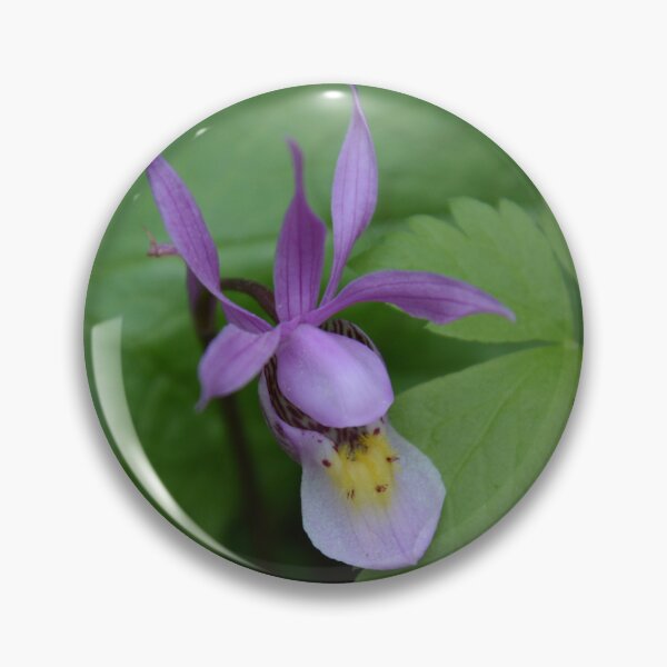 Artikelvorschau, Calypso-Orchidee entworfen und verkauft von Whisperingpeaks.