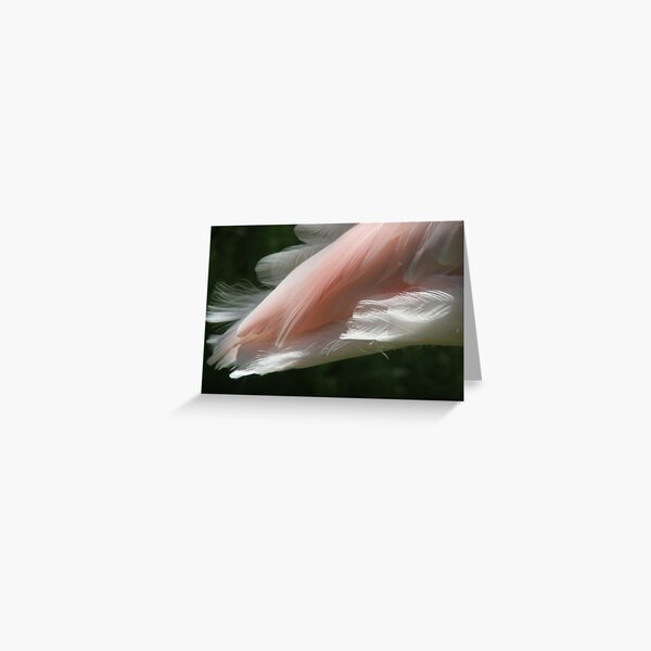 flamingo feathers Greeting Card