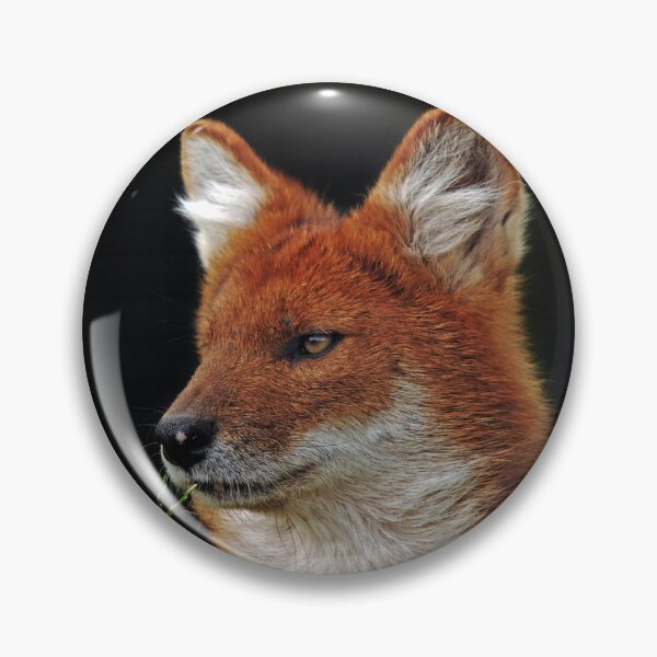 Item preview, Dhole - (Cuon alpinus) designed and sold by senninha.