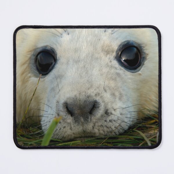 Item preview, Newly Born Seal Pup designed and sold by senninha.