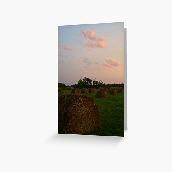 Evening in the Field 596 Greeting Card