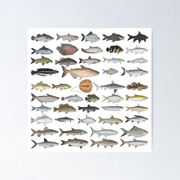 Southeast Asia Freshwater Fish Group Poster for Sale by