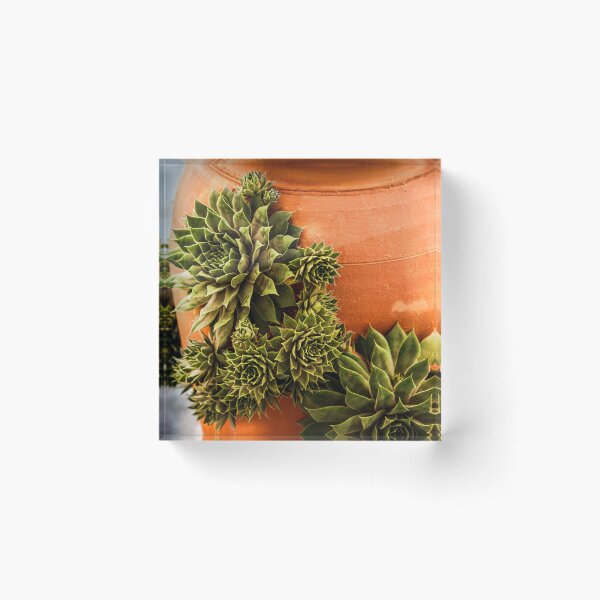 Item preview, Succulent and Terracotta designed and sold by ChelleCreate.