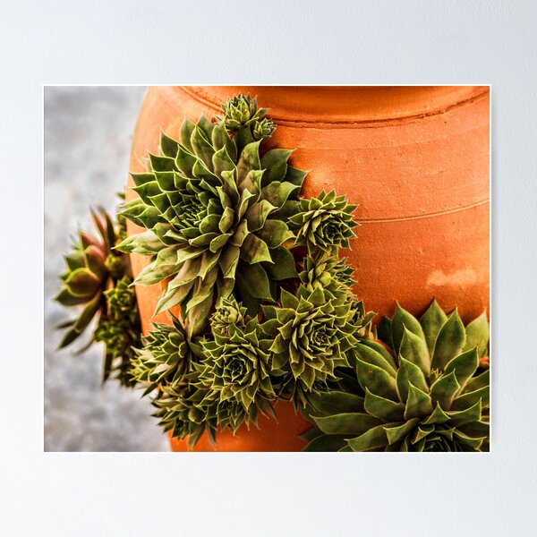 Item preview, Succulent and Terracotta designed and sold by ChelleCreate.