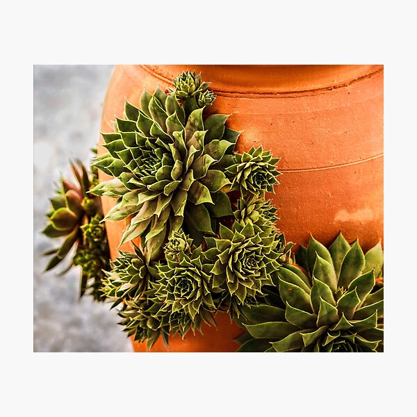 Item preview, Succulent and Terracotta designed and sold by ChelleCreate.
