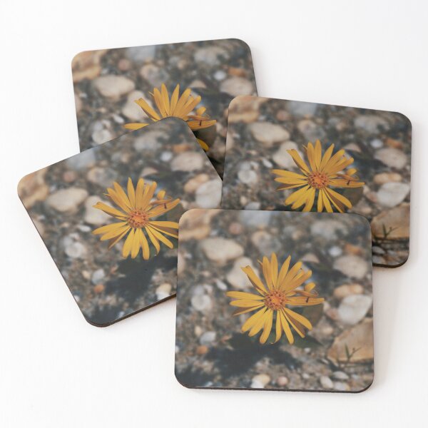 Item preview, Hairy (False) Golden Aster designed and sold by Tessia Photography.