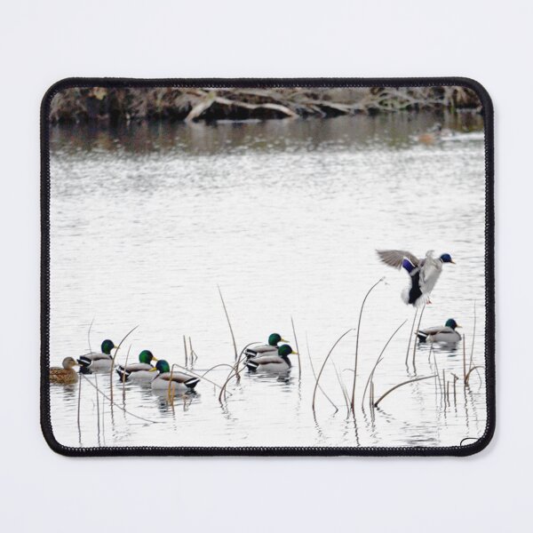 Item preview, Ducks on pond designed and sold by MoreGoodArt.