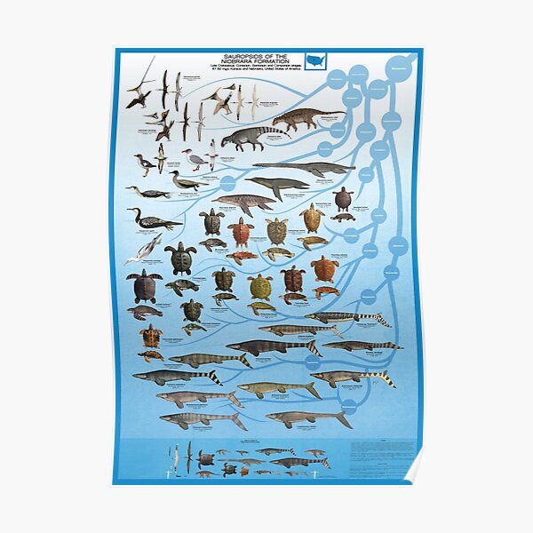 Tetrapods of Niobrara Formation Poster