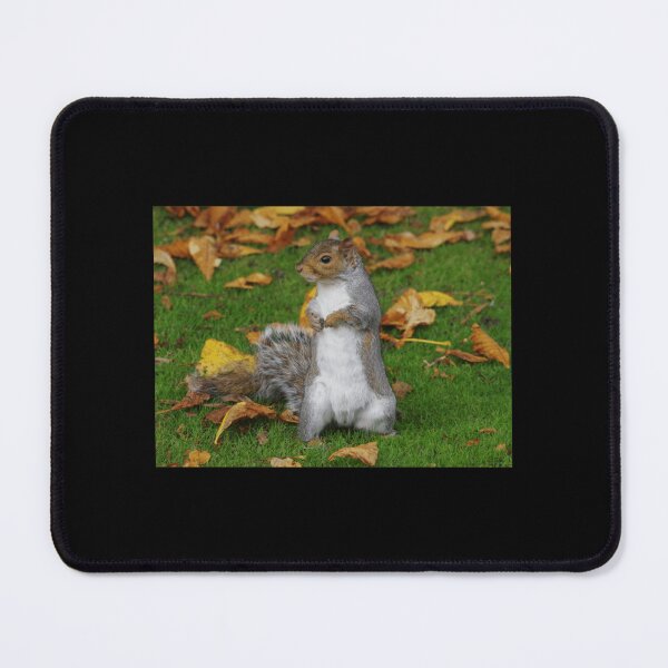Item preview, grey squirrel Premium . designed and sold by cruseqrsamse.