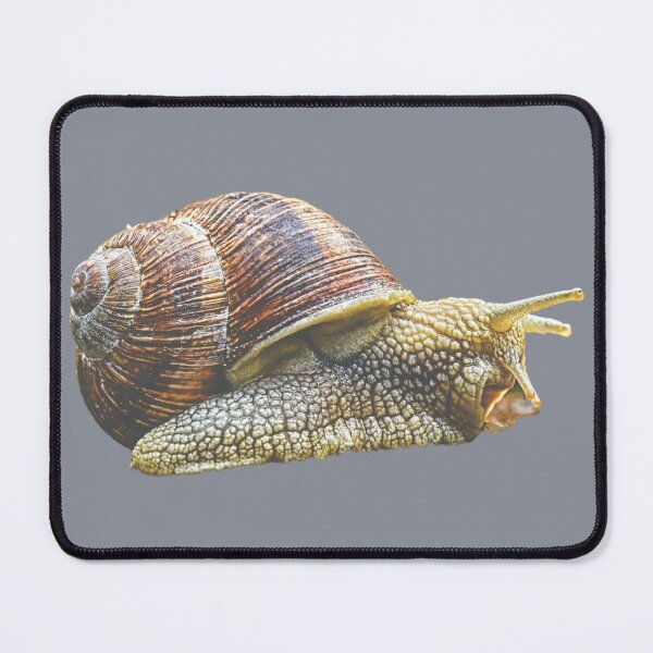 Item preview, Little Snail designed and sold by RainbowSpinkle.